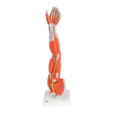 Fabrication Enterprises 3B Anatomical Model - Regular Muscular Arm, 6-Part 970421